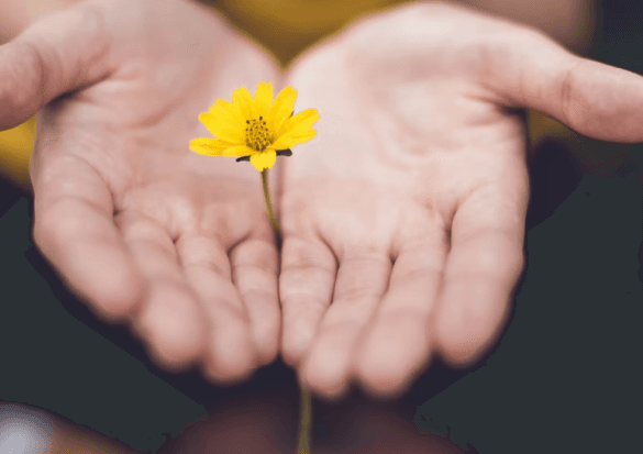 Hands holding flower